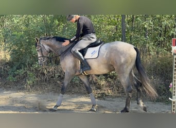 Zangersheider, Stallion, 3 years, 17,2 hh, Grey