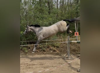 Zangersheider, Stallion, 3 years, 17,2 hh, Grey