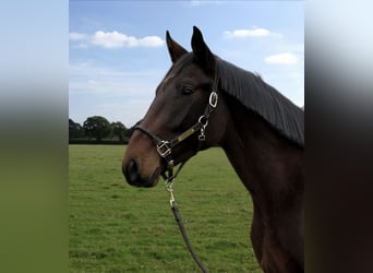Zangersheider, Stallion, 3 years, Bay
