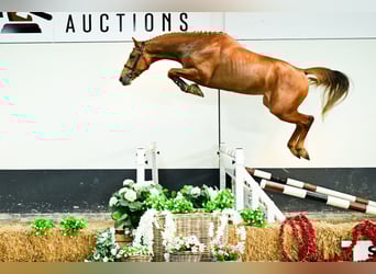 Zangersheider, Stallion, 3 years, Chestnut-Red