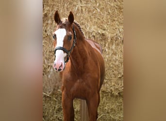 Zangersheider, Stallion, 3 years