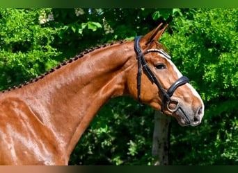Zangersheider, Stallion, 3 years