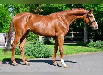Zangersheider, Stallion, 3 years