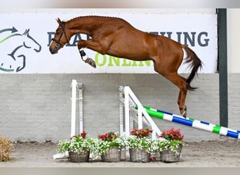 Zangersheider, Stallion, 3 years
