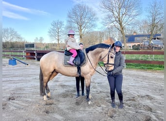Zangersheider, Stallion, 4 years, 14,3 hh, Buckskin