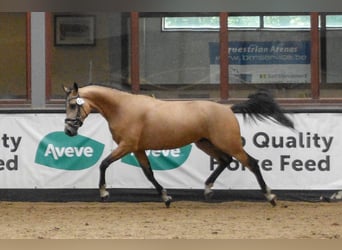 Zangersheider, Stallion, 4 years, 14,3 hh, Buckskin