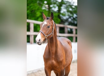 Zangersheider, Stallion, 4 years, 15.1 hh, Brown