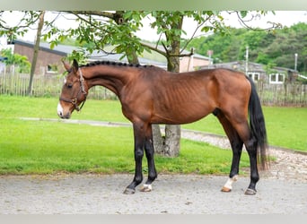 Zangersheider, Stallion, 4 years, 15.1 hh, Brown