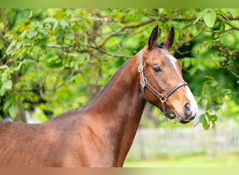 Zangersheider, Stallion, 4 years, 15.1 hh, Brown