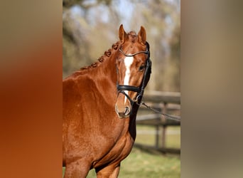 Zangersheider, Stallion, 4 years, 15,1 hh, Chestnut-Red