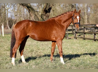 Zangersheider, Stallion, 4 years, 15,1 hh, Chestnut-Red