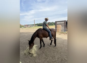Zangersheider, Stallion, 4 years, 15 hh, Brown
