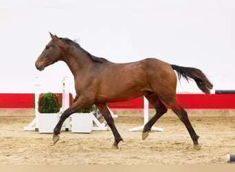 Zangersheider, Stallion, 4 years, 15,1 hh, Bay-Dark