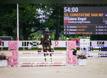 Zangersheider, Stallion, 4 years, 16.1 hh, Bay-Dark