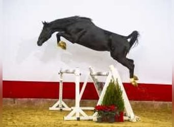 Zangersheider, Stallion, 4 years, 16,1 hh, Smoky-Black