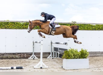 Zangersheider, Stallion, 4 years, 16.2 hh, Chestnut-Red