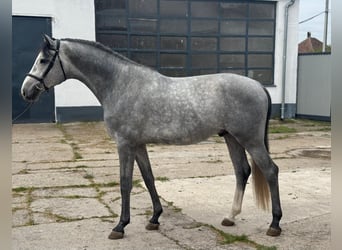 Zangersheider, Stallion, 4 years, 16.2 hh, Grey