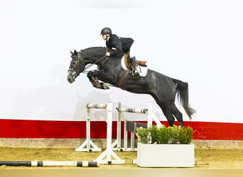 Zangersheider, Stallion, 4 years, 16,3 hh, Gray