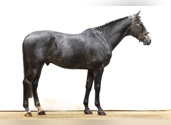 Zangersheider, Stallion, 4 years, 16,3 hh, Gray