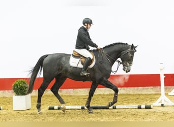 Zangersheider, Stallion, 4 years, 16,3 hh, Gray