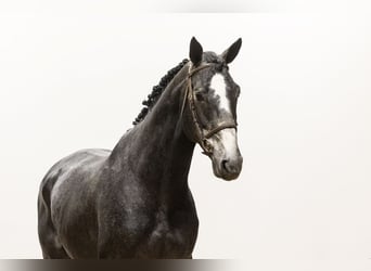 Zangersheider, Stallion, 4 years, 16,3 hh, Gray