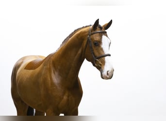 Zangersheider, Stallion, 4 years, 16 hh, Brown