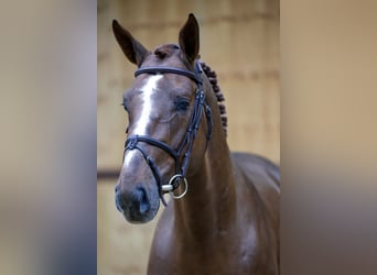 Zangersheider, Stallion, 4 years, 16 hh, Chestnut