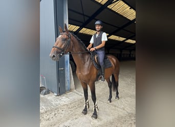 Zangersheider, Stallion, 4 years, 16,1 hh, Bay-Dark