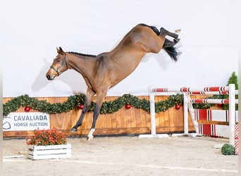 Zangersheider, Stallion, 4 years, 16,1 hh, Bay