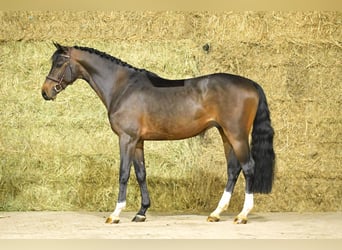 Zangersheider, Stallion, 4 years, 16,1 hh, Brown