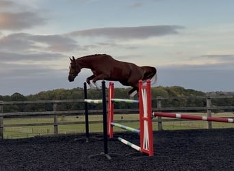 Zangersheider, Stallion, 4 years, 16,1 hh, Chestnut-Red