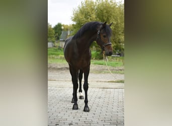 Zangersheider, Stallion, 4 years, 16,2 hh, Bay-Dark