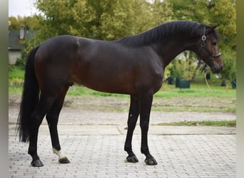 Zangersheider, Stallion, 4 years, 16,2 hh, Bay-Dark