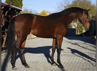 Zangersheider, Stallion, 4 years, 16,2 hh, Brown
