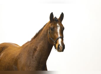 Zangersheider, Stallion, 4 years, 16,2 hh, Brown