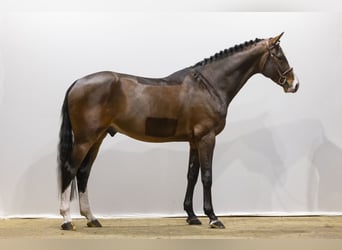 Zangersheider, Stallion, 4 years, 16,3 hh