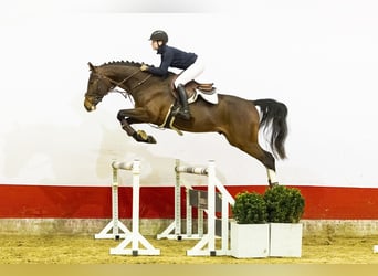 Zangersheider, Stallion, 4 years, 16,3 hh