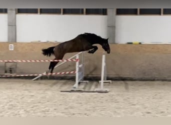 Zangersheider, Stallion, 4 years, 17 hh, Bay-Dark