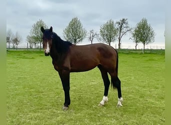 Zangersheider, Stallion, 4 years, 17 hh, Bay-Dark
