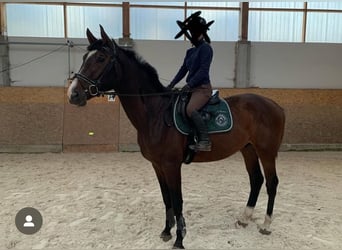 Zangersheider, Stallion, 4 years, 17 hh, Bay-Dark