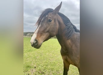 Zangersheider, Stallion, 4 years, 17 hh, Bay-Dark