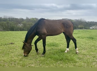 Zangersheider, Stallion, 4 years, 17 hh, Bay-Dark