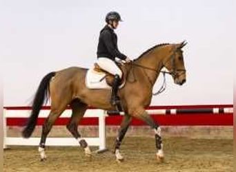 Zangersheider, Stallion, 4 years, 17 hh, Brown