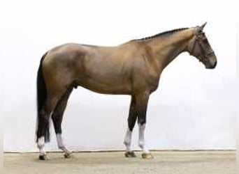 Zangersheider, Stallion, 4 years, 17 hh, Brown