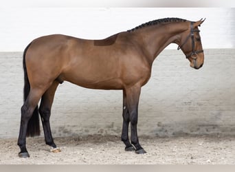 Zangersheider, Stallion, 4 years, Bay