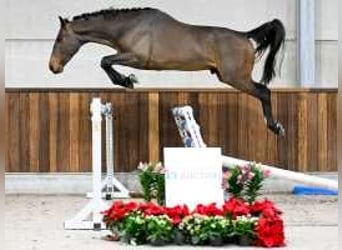 Zangersheider, Stallion, 5 years, 15,2 hh, Bay