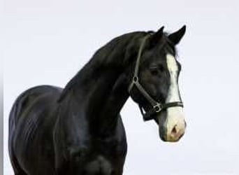 Zangersheider, Stallion, 5 years, 16,1 hh, Smoky-Black