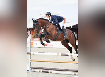 Zangersheider, Stallion, 5 years, 16,2 hh, Bay