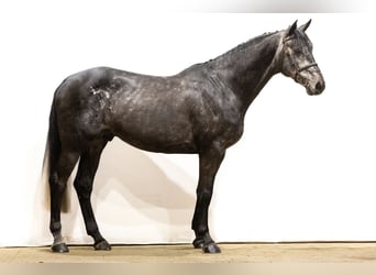 Zangersheider, Stallion, 5 years, 16,2 hh, Gray