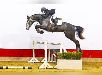 Zangersheider, Stallion, 5 years, 16,2 hh, Gray